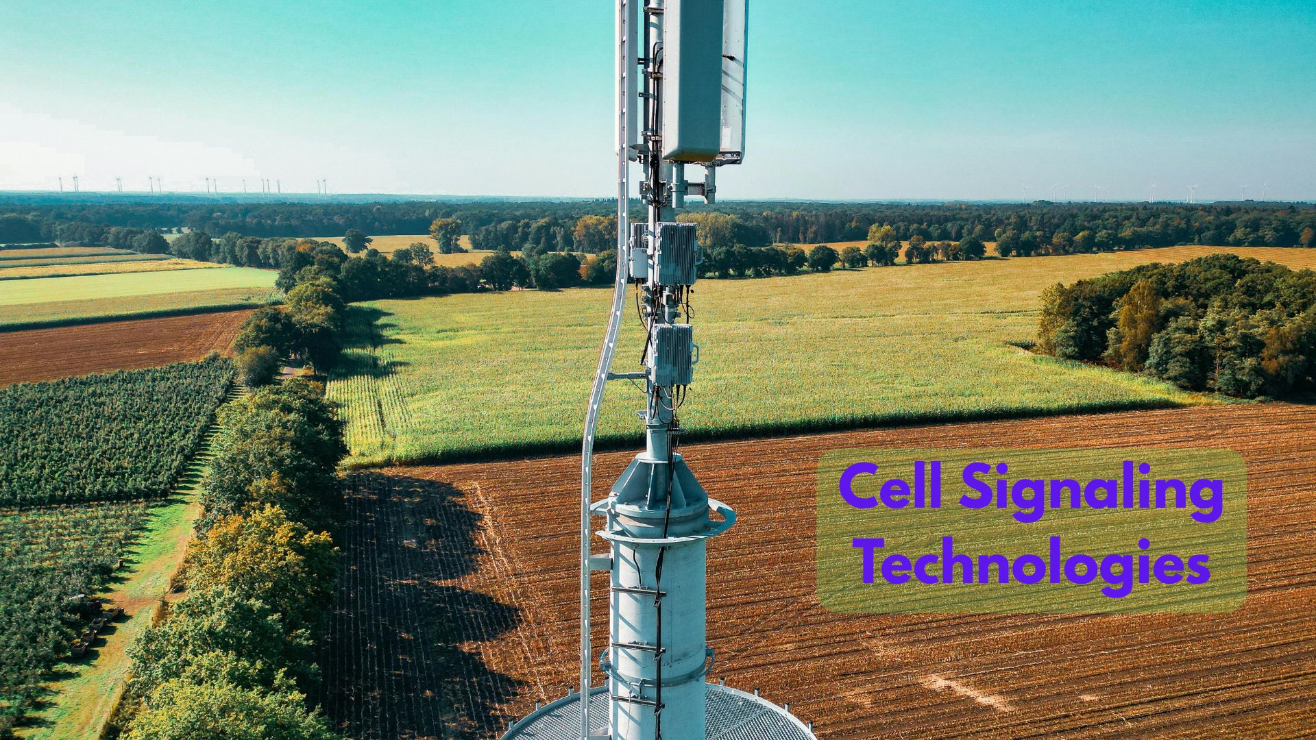Cell Signaling Technologies