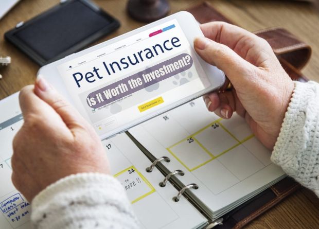 Pet Insurance Demystified: Is It Worth the Investment?